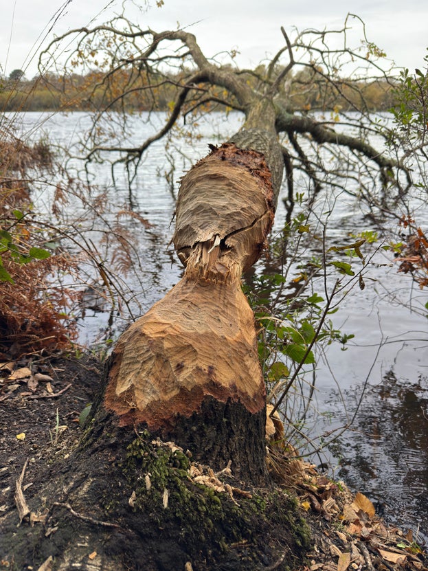 Oak tree that's been felled by a beaver, the top having fallen into the edge of a lake.